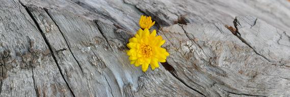 Chrysanthemum Yellow