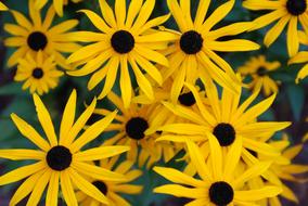Coneflowers Flowers Yellow
