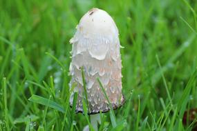 Schopf Comatus Coprinus