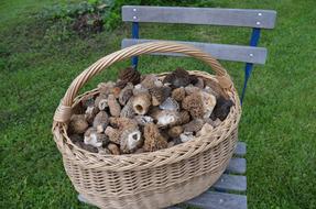 Basket Mushroom The Catch