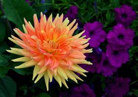 Dahlia Blossom garden