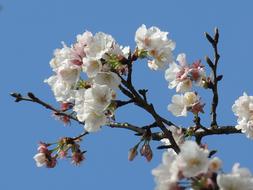 Plum Blossom Flowers branch