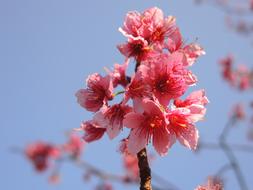 Cherry Blossoms bluw sky