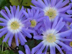 Close-up of the beautiful, purple, white, yellow and green Jerusalem Lily flowers