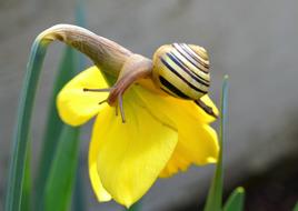 beautiful Narcissus Spring and Snail