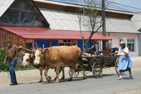 oxen and peasants in Romania