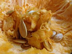 Pumpkin Pulp Macro Seeds
