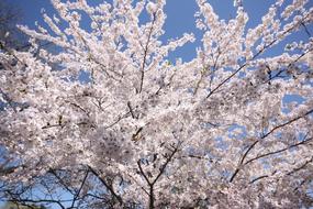 white Cherry Blossom Hide Park