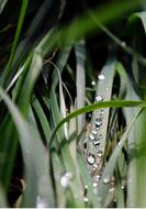 Grass Drop Macro