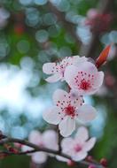 Sakura, Beautiful pink Flowers