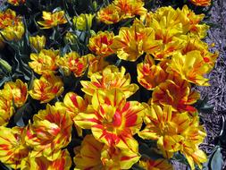 Tulips Flora Yellow Spring