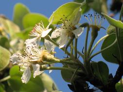 incredible beauty Pear Blossom