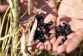 Beans Sheath Hands