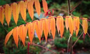 Orange Fall Leaves Branch