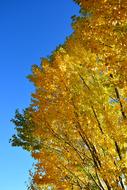 Autumn Yellow Leaves Blue Sky The