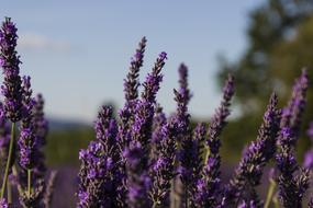 Lavender Provence France