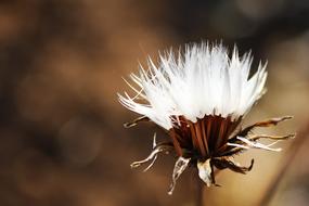 Beautiful, white, fluffy dandelion flower in autumn, at blurred background