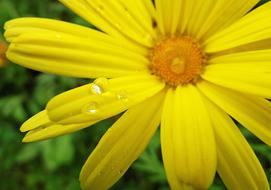 water droplets on a bright yellow flower close up