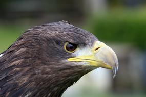 Raptor Eagle Beak