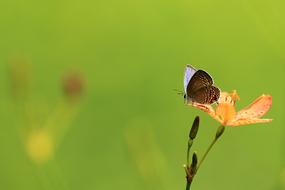 wild Butterfly on Flowers in garden