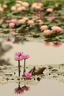 lotus with pink flowers on the pond