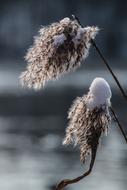 Reed Grass Winter