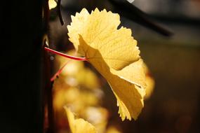 Vine Leaf at Autumn