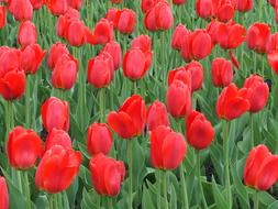 Beautiful, blooming, red tulip flowers, with the green leaves