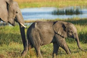 Elephant Safari Wilderness