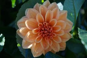 garden Dahlia Blossom