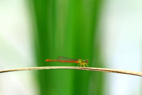 Dragonfly Wild macro blur