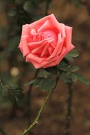 Rose Flowers