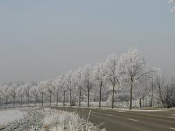 Wintry Hoarfrost Trees