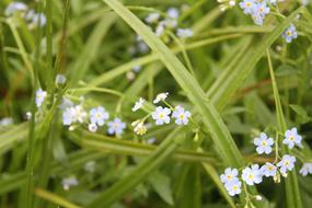 Beautiful, blue and orange forget-me-not flowers, among the colorful grass on the meadow