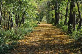 Autumn Colorful Away