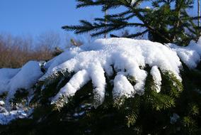 Snow Fir Tree Winter