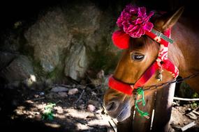 Horse Red Flowers Eye