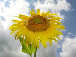 Yellow Flower at white clouds in blue sky, Sunflower