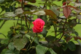 Rose Rambler at Summer