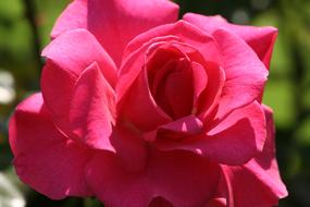 Rose in the garden close-up on a blurred background