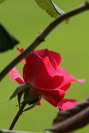 Red Rose at green background