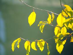 Spring Autumn Leaves