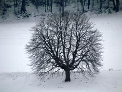 Tree Winter