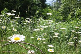 Beautiful, white and yellow flowers on the green meadow, among the green plants