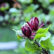 Sweet Shrub, Calycanthus Floridus, blooming twig