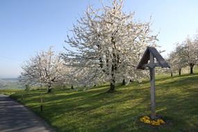 Cherry Blossom Wayside Cross