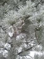 Pine Snow Winter