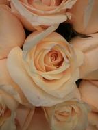Rose Pink soft Flower