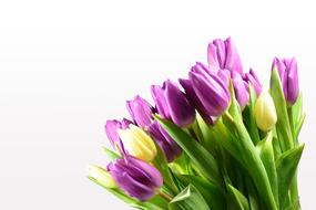 Tulips Tulip Bouquet Flowers