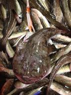Angler Fish